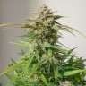 Семена ганжа  Auto Cinderella feminised Ganja Seeds Семена ганжа  Auto Cinderella feminised Ganja Seeds