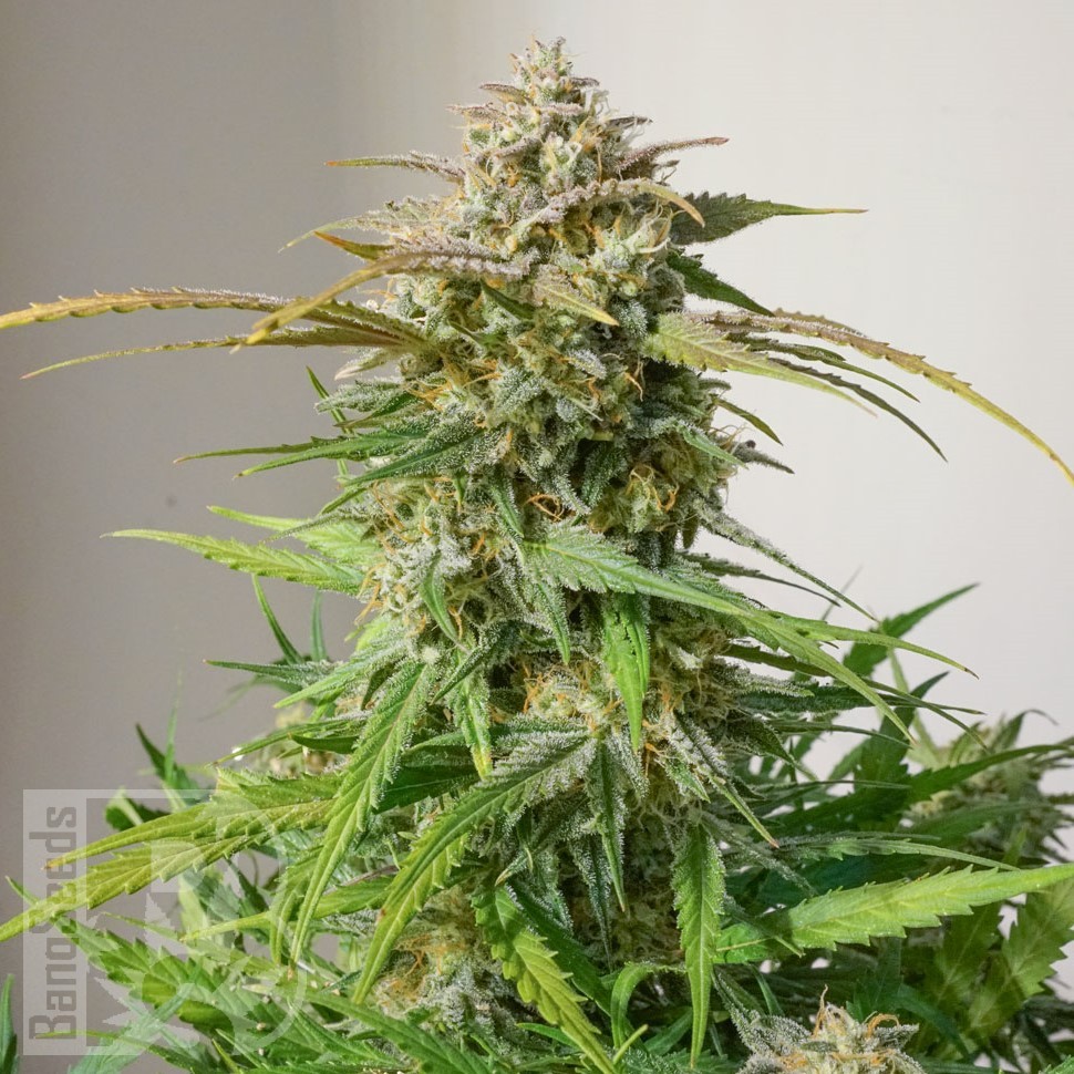 Семена ганжа  Auto Cinderella feminised Ganja Seeds Семена ганжа  Auto Cinderella feminised Ganja Seeds