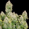Семена ганжа  Auto Cinderella feminised Ganja Seeds Семена ганжа  Auto Cinderella feminised Ganja Seeds