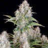 Семена ганжа  Auto Cinderella feminised Ganja Seeds Семена ганжа  Auto Cinderella feminised Ganja Seeds