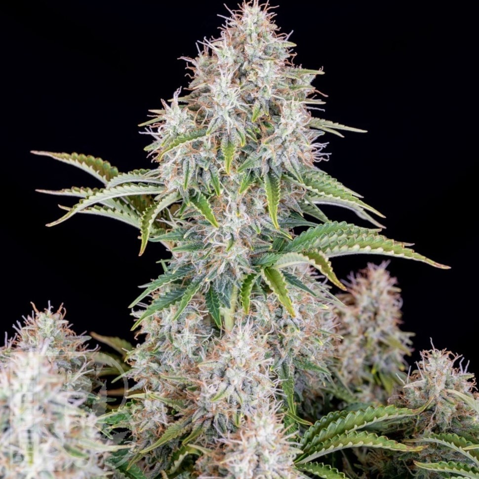 Семена ганжа  Auto Cinderella feminised Ganja Seeds Семена ганжа  Auto Cinderella feminised Ganja Seeds