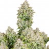 Семена ганжа  Auto Cinderella feminised Ganja Seeds Семена ганжа  Auto Cinderella feminised Ganja Seeds