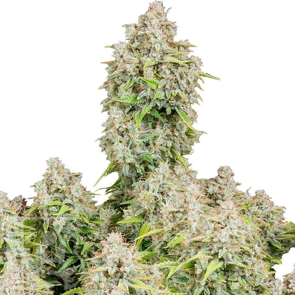 Семена ганжа  Auto Cinderella feminised Ganja Seeds Семена ганжа  Auto Cinderella feminised Ganja Seeds