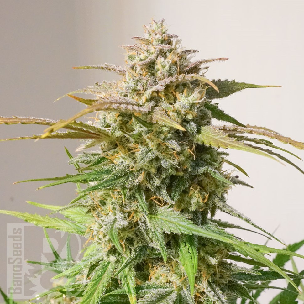 Семена ганжа  Auto Cinderella feminised Ganja Seeds Семена ганжа  Auto Cinderella feminised Ganja Seeds