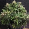 Семена ганжа  Auto Cinderella feminised Ganja Seeds Семена ганжа  Auto Cinderella feminised Ganja Seeds