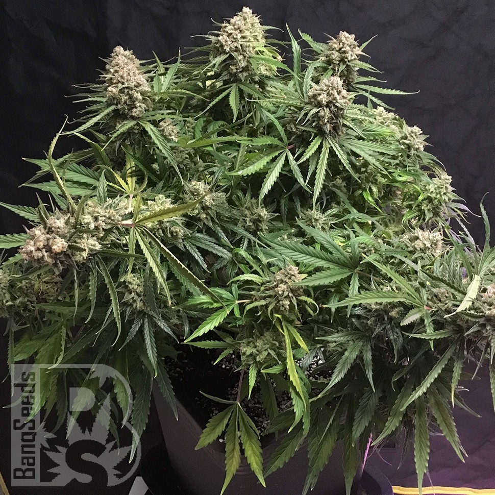 Семена ганжа  Auto Cinderella feminised Ganja Seeds Семена ганжа  Auto Cinderella feminised Ganja Seeds