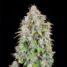 Семена ганжа  Auto Cinderella feminised Ganja Seeds Семена ганжа  Auto Cinderella feminised Ganja Seeds