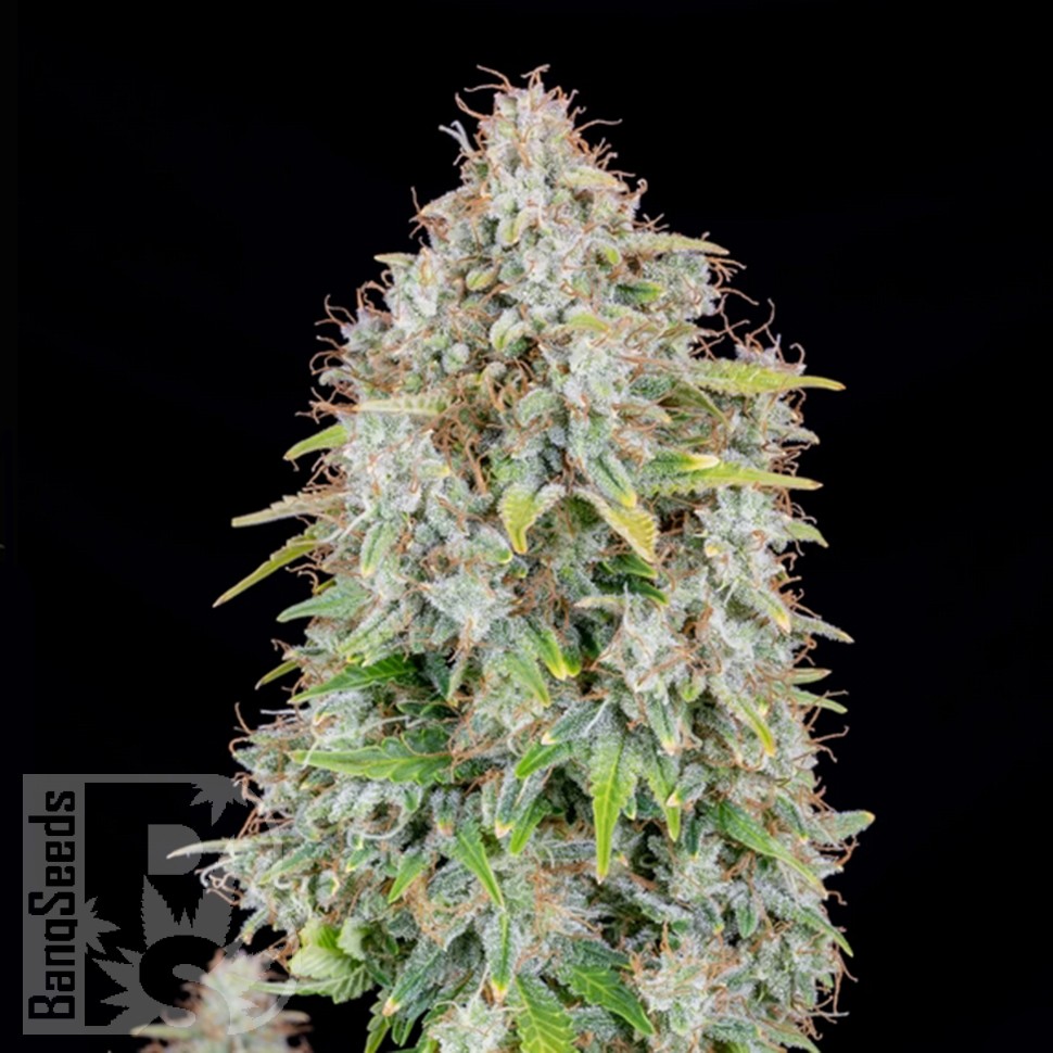 Семена ганжа  Auto Cinderella feminised Ganja Seeds Семена ганжа  Auto Cinderella feminised Ganja Seeds