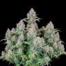 Семена ганжа  Auto Cinderella feminised Ganja Seeds Семена ганжа  Auto Cinderella feminised Ganja Seeds