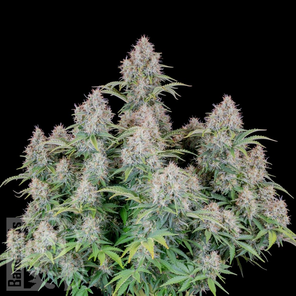 Семена ганжа  Auto Cinderella feminised Ganja Seeds Семена ганжа  Auto Cinderella feminised Ganja Seeds