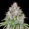 Семена ганжа  Auto Cinderella feminised Ganja Seeds Семена ганжа  Auto Cinderella feminised Ganja Seeds