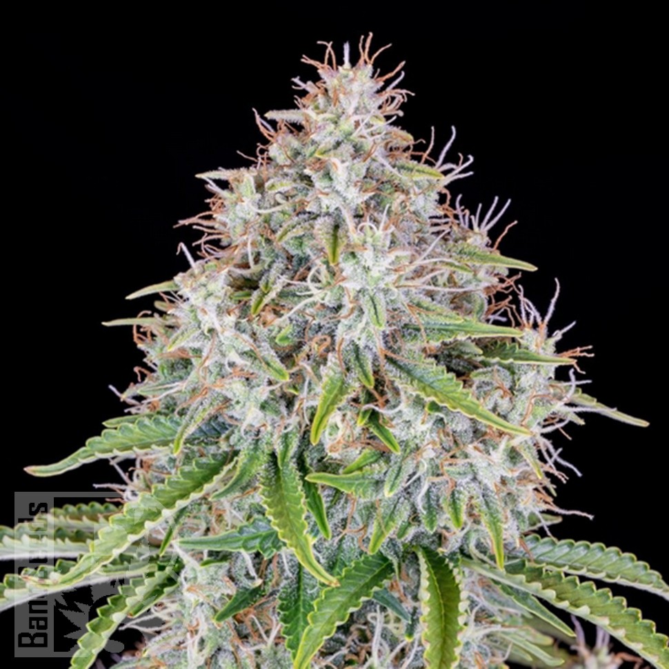 Семена ганжа  Auto Cinderella feminised Ganja Seeds Семена ганжа  Auto Cinderella feminised Ganja Seeds