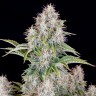 Семена ганжа  Auto Cinderella feminised Ganja Seeds Семена ганжа  Auto Cinderella feminised Ganja Seeds