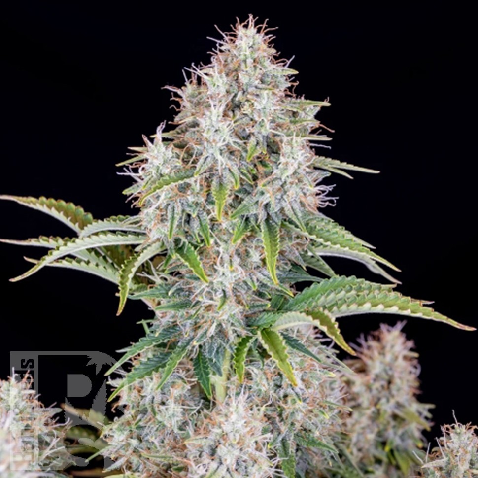 Семена ганжа  Auto Cinderella feminised Ganja Seeds Семена ганжа  Auto Cinderella feminised Ganja Seeds