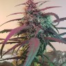 купить семена конопли интернет магазин Amnesia feminised купить семена конопли интернет магазин Amnesia feminised