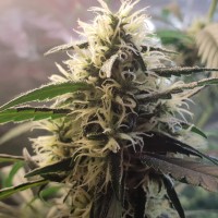 Amnesia feminised Ganja Seeds