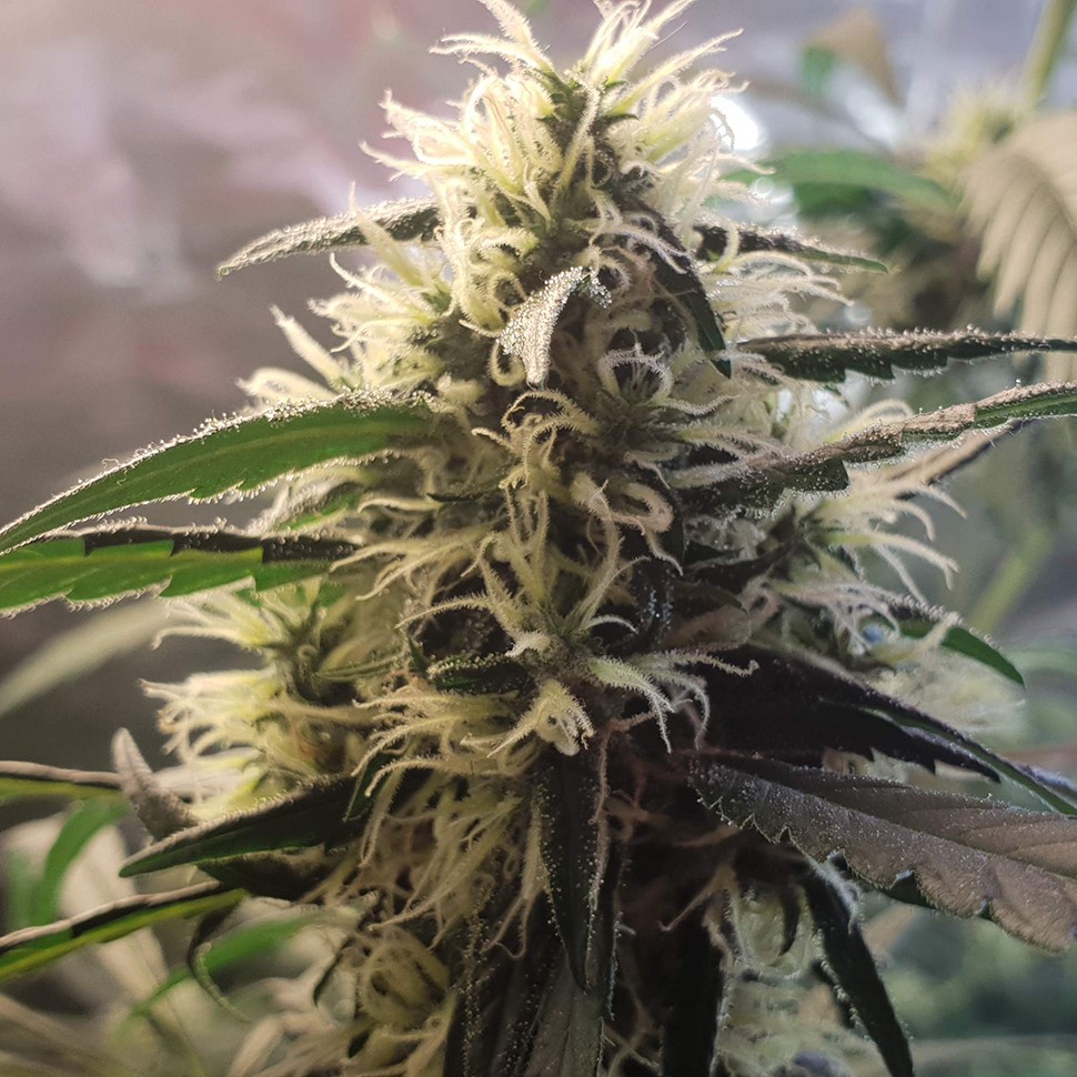 Семена конопли  Amnesia feminised Ganja Seeds