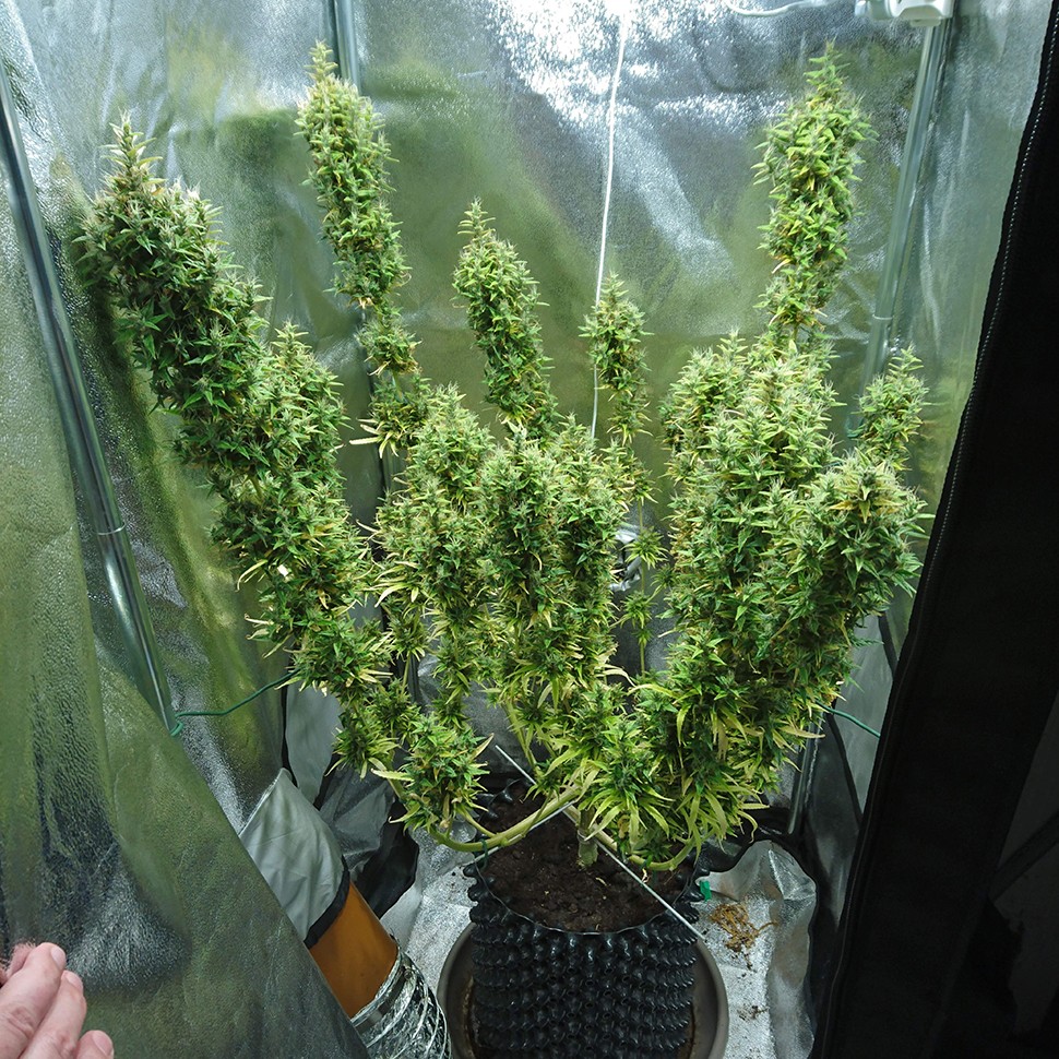 Семена каннабиса  Dr. Grinspoon regular Ganja Seeds
