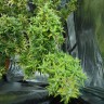 купить семена конопли курьером Dr. Grinspoon reg купить семена конопли курьером Dr. Grinspoon reg