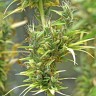 заказать качественные семена конопли Dr. Grinspoon reg заказать качественные семена конопли Dr. Grinspoon reg