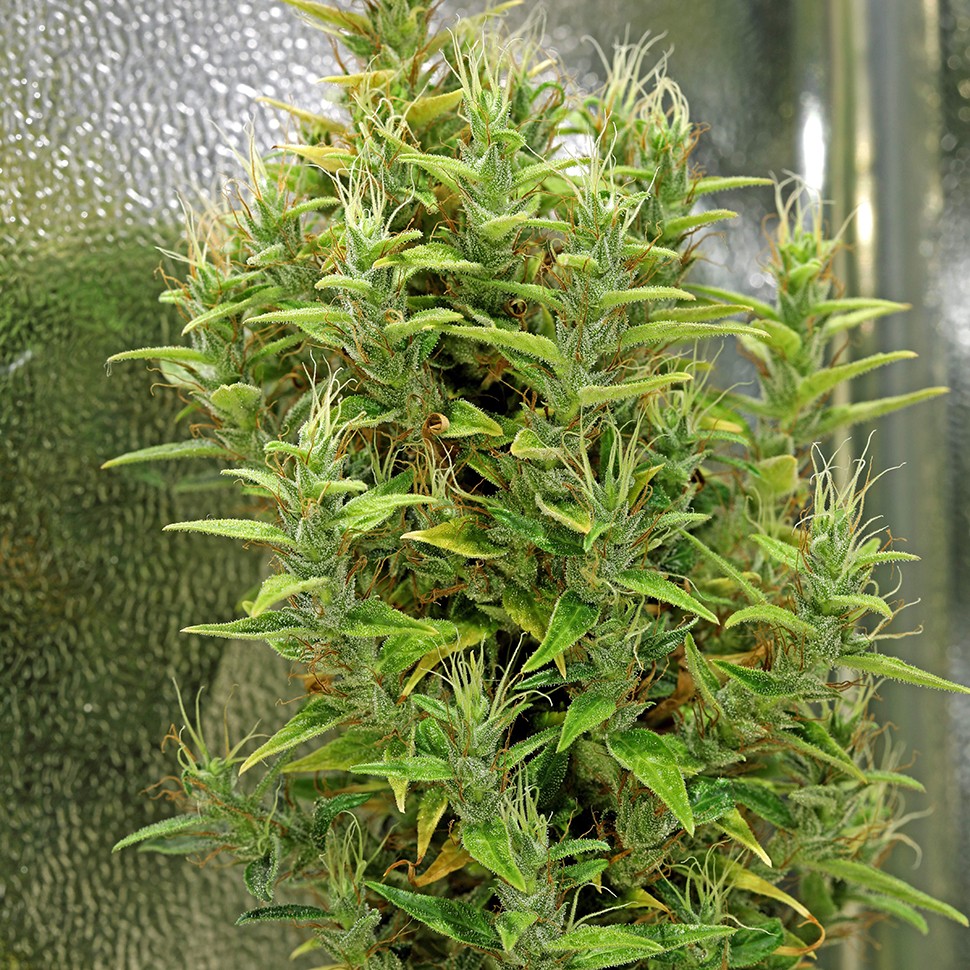 заказать на сайте семена конопли Dr. Grinspoon reg заказать на сайте семена конопли Dr. Grinspoon reg