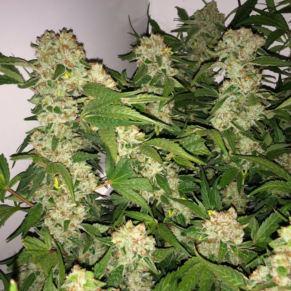 Семена конопли  Lemon Skunk feminised Ganja Seeds