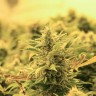 заказать семена конопли наложенным платежом Lemon Skunk feminised заказать семена конопли наложенным платежом Lemon Skunk feminised