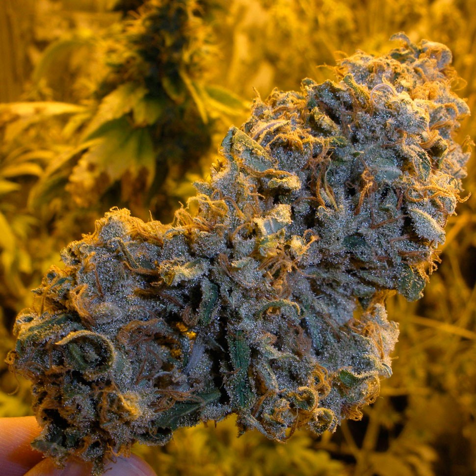 заказать семена конопли почтой Lemon Skunk feminised заказать семена конопли почтой Lemon Skunk feminised