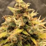 Семена конопли  Auto Manti feminised Bang Seeds Семена конопли  Auto Manti feminised Bang Seeds