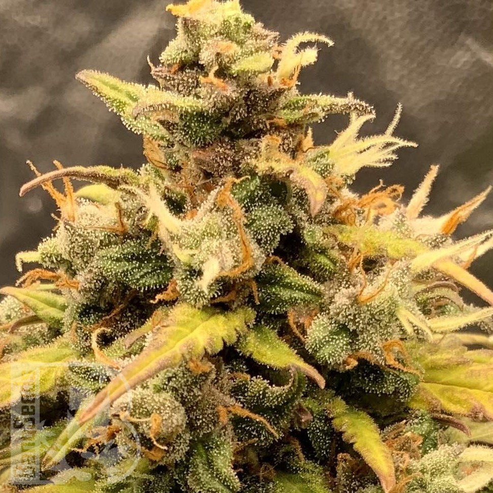 Семена конопли  Auto Manti feminised Bang Seeds Семена конопли  Auto Manti feminised Bang Seeds