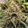 Семена конопли  Auto Manti feminised Bang Seeds Семена конопли  Auto Manti feminised Bang Seeds