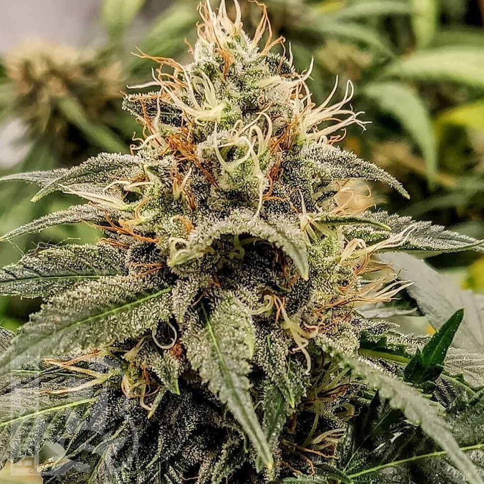 Семена конопли  Auto Manti feminised Bang Seeds Семена конопли  Auto Manti feminised Bang Seeds