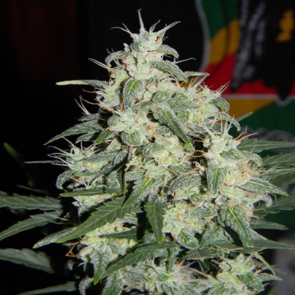 Семена марихуаны  Auto Little Russian feminised Ganja Seeds