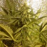 Auto Little Russian feminised Ganja Seeds Дешевые семена в интернете  Auto Little Russian feminised Ganja Seeds Дешевые семена в интернете