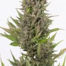 Auto Little Russian feminised Ganja Seeds покупка качественных семена  Auto Little Russian feminised Ganja Seeds покупка качественных семена
