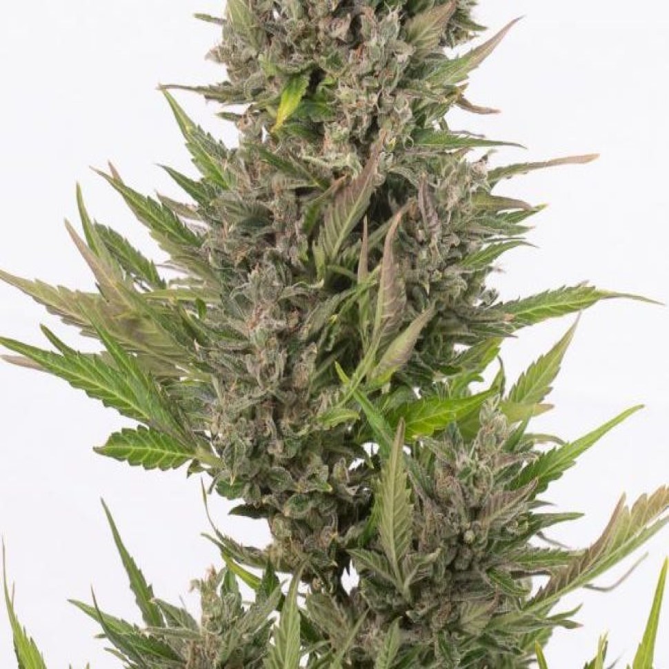 Auto Little Russian feminised Ganja Seeds покупка качественных семена  Auto Little Russian feminised Ganja Seeds покупка качественных семена