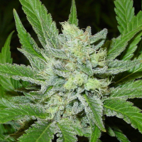 Auto Northern Blue feminised Ganja Seeds