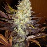 Семена ганжа  Auto Northern Blue feminised Ganja Seeds Семена ганжа  Auto Northern Blue feminised Ganja Seeds