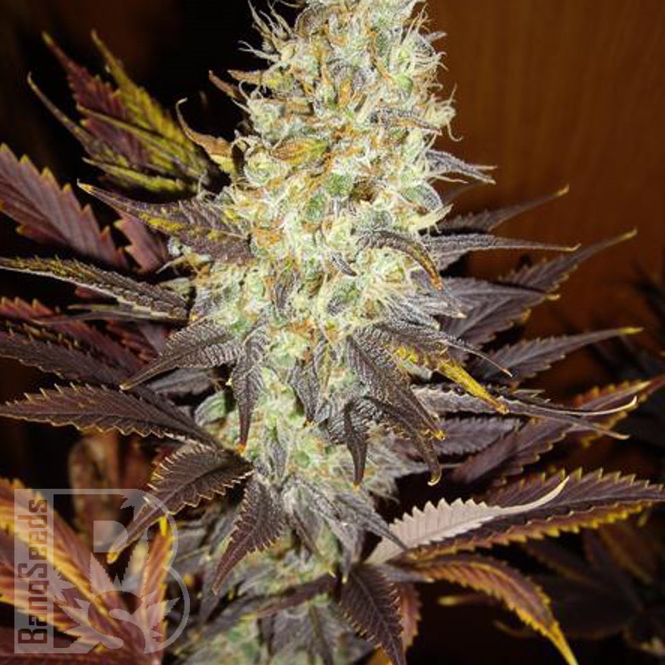 Семена ганжа  Auto Northern Blue feminised Ganja Seeds Семена ганжа  Auto Northern Blue feminised Ganja Seeds