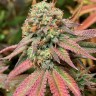Семена ганжа  Auto Northern Blue feminised Ganja Seeds Семена ганжа  Auto Northern Blue feminised Ganja Seeds