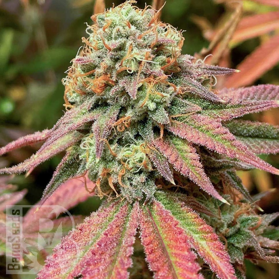 Семена ганжа  Auto Northern Blue feminised Ganja Seeds Семена ганжа  Auto Northern Blue feminised Ganja Seeds