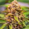 Семена ганжа  Auto Northern Blue feminised Ganja Seeds Семена ганжа  Auto Northern Blue feminised Ganja Seeds