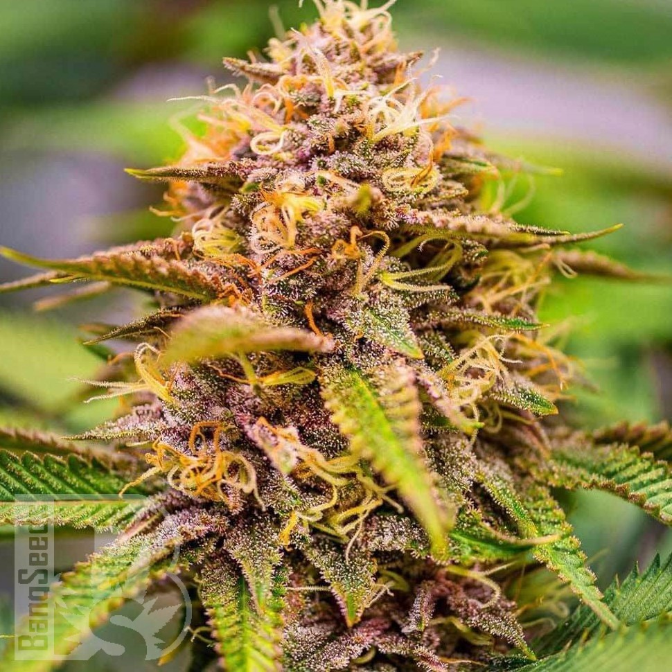 Семена ганжа  Auto Northern Blue feminised Ganja Seeds Семена ганжа  Auto Northern Blue feminised Ganja Seeds