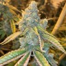Семена ганжа  Auto Northern Blue feminised Ganja Seeds Семена ганжа  Auto Northern Blue feminised Ganja Seeds