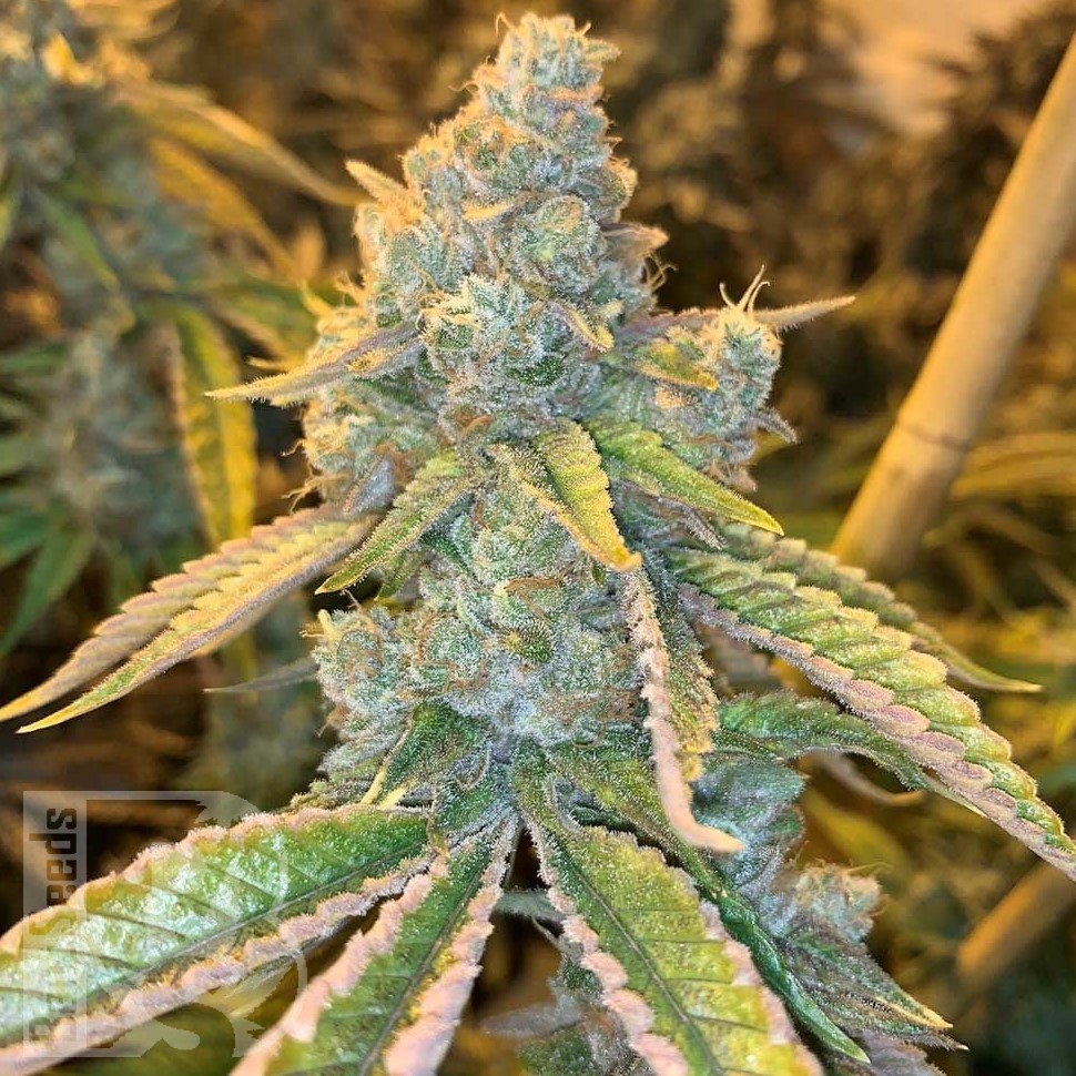 Семена ганжа  Auto Northern Blue feminised Ganja Seeds Семена ганжа  Auto Northern Blue feminised Ganja Seeds