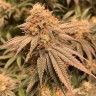 Семена ганжа  Auto Northern Blue feminised Ganja Seeds Семена ганжа  Auto Northern Blue feminised Ganja Seeds