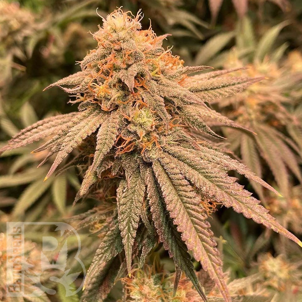 Семена ганжа  Auto Northern Blue feminised Ganja Seeds Семена ганжа  Auto Northern Blue feminised Ganja Seeds