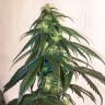 Mama Mia feminised Ganja Seeds Mama Mia feminised Ganja Seeds