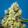 Семена ганжа  Auto Sweet Gelato feminised Ganja Seeds Семена ганжа  Auto Sweet Gelato feminised Ganja Seeds