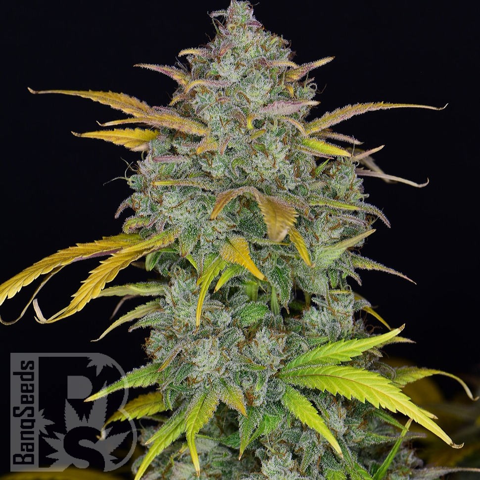Семена ганжа  Auto Sweet Gelato feminised Ganja Seeds Семена ганжа  Auto Sweet Gelato feminised Ganja Seeds